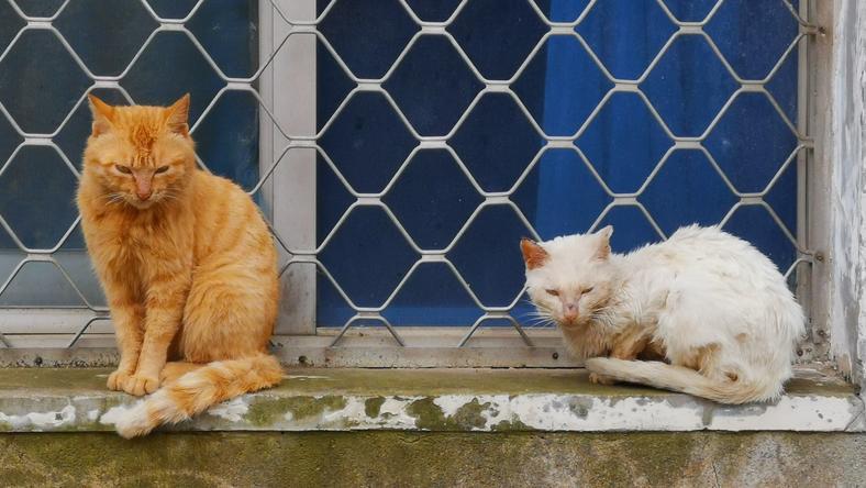 流浪猫以及其他流浪动物不该死